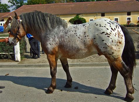 Image result for appaloosa noriker | Big horses, Horse breeds, Horses