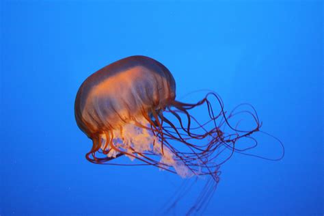 Pacific Sea Nettle | Underwater, Pacific, Planet earth