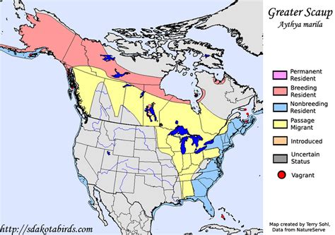 Greater Scaup - Species Range Map