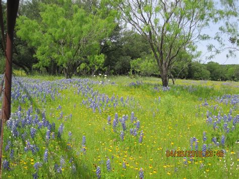 Texas Hill Country Spring 2010: Texas Hill Country Wild Flowers