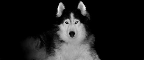 Wallpaper Black and White Siberian Husky, Background - Download Free Image