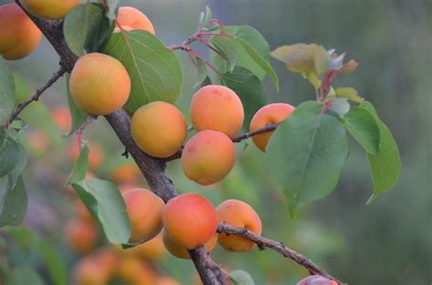 Dwarf Puget Gold Apricot Tree - Easiest growing apricot tree! (2 years – Online Orchards