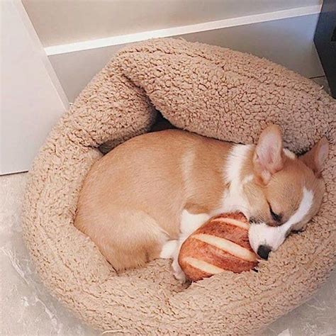 Cute Corgi Puppies | Welsh Corgi Sleeping