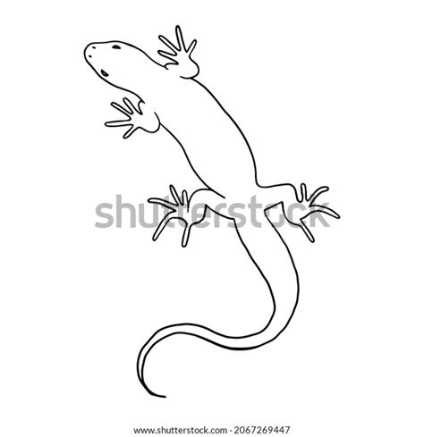 14,087 imágenes de Lizard outline - Imágenes, fotos y vectores de stock ...