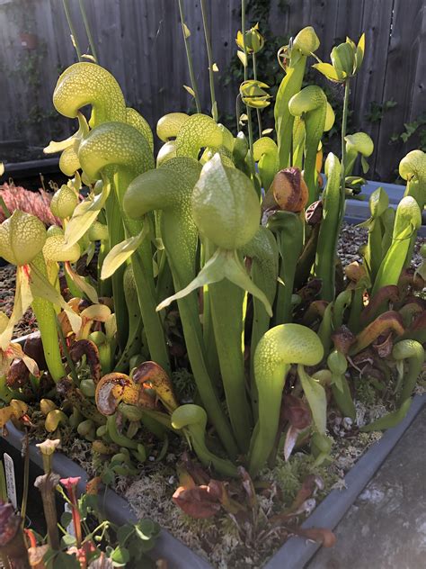 Darlingtonia californica 😎 : r/SavageGarden