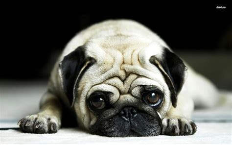 Cute Pug Wallpapers - Wallpaper Cave