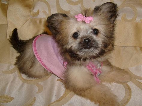 79+ Shih Tzu Chihuahua Mix Black And Brown - l2sanpiero