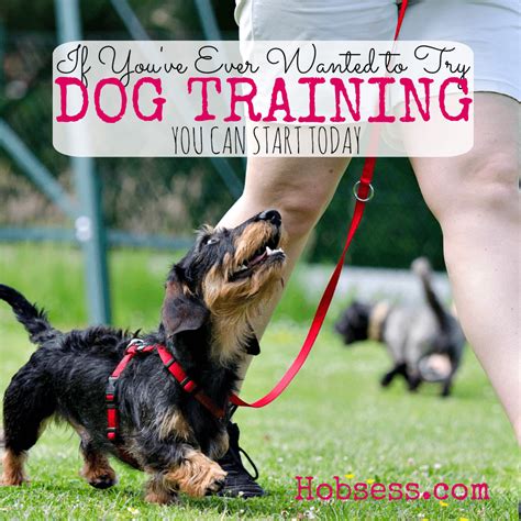 Dog Training - Hobsess