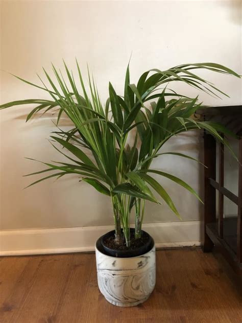 Kentia Palm Care - How to Grow Kentia Palm Indoors | Apartment Therapy