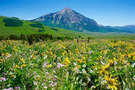 Crested Butte Wildflower Festival - Travel Crested Butte