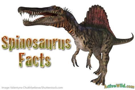 Spinosaurus Facts for Kids & Students - Information & Pictures