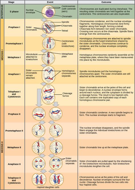 Meiosis | Stages, Significance, Phases & Comparison