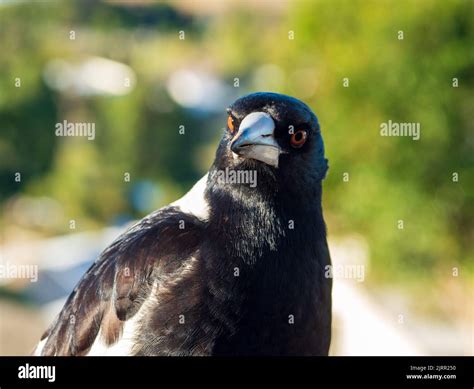 Bird, Australian Magpie closeup, staring, looking serious, angry, demanding to be fed Stock ...