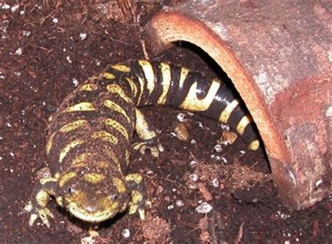 Best Beginner Pet Salamanders and Newts | PetHelpful