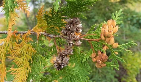 Thuja Occidentalis Plant – streamingcommunityhd