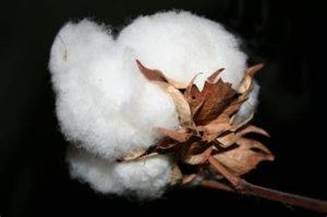 How to Grow Cotton Indoors | Hunker