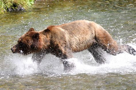 Grizzly Bear | The Canadian Encyclopedia