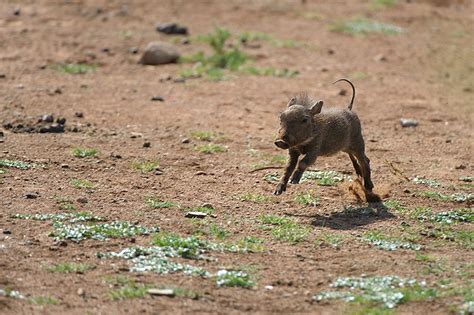 ALL THE FEELS!!! Baby Warthog Playing on Mom is the Cutest Thing