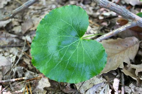 galax leaf is bluntly tooted | Galax, Plant leaves, Foliage