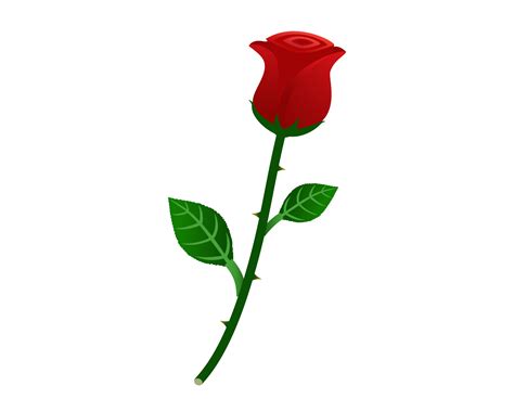 Vector illustration of beautiful red rose isolated on white background ...