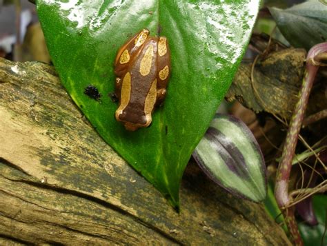 Clown Tree Frog (Dendropsophus leucophyllatus) >> Amphibian Care