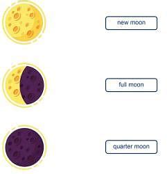 Worksheet: Different Shapes of Moon - General Knowledge for Young Learners - Class 1 PDF Download