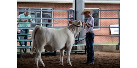 Missouri State Fair Youth Livestock Show | Morning Ag Clips