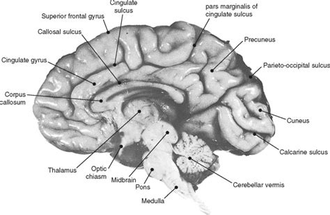 Sulci Of The Brain