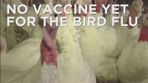 US: Bird flu vaccine not good enough for outbreak