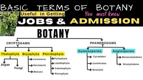 Botany Basic Terms asked in Job and Admission Interviews | Info Biodiversity - YouTube