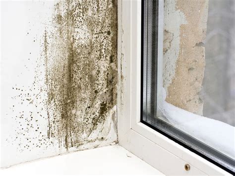 Common Areas for Mold Growth | HGTV