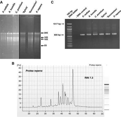 RNA isolated from leaf tissue of various plant species analyzed by... | Download Scientific Diagram