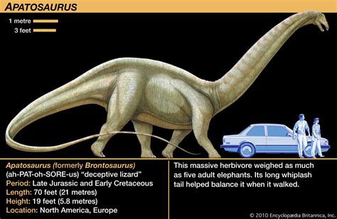 Apatosaurus | Size, Length, & Facts | Britannica