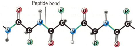 Reflection VII: AMINO ACIDS & PROTEINS P2!!! | Macromolecules, Protein, Amino acids