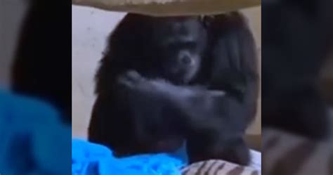 Touching Response Of Mama Chimp After Reunited With Her Baby | Klipland.com