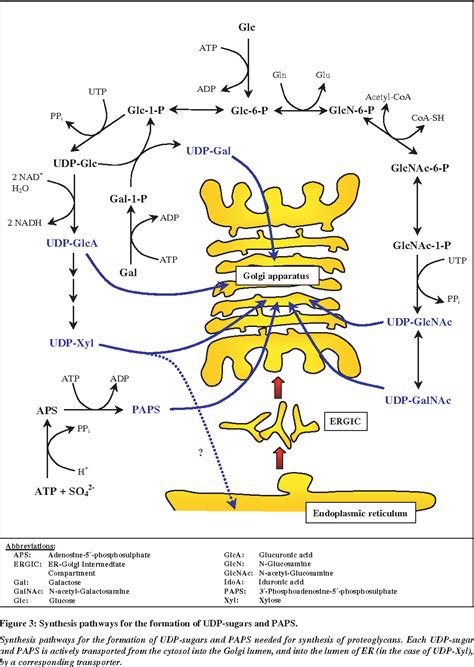 Figure 3 from Synthesis and sorting of proteoglycans. | Semantic Scholar