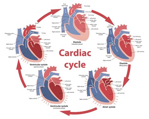 Cardiac Regulation – Human Physiology