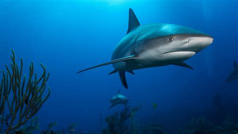 reef-shark|Nature Foundation Sint Maarten