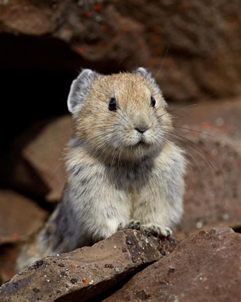 Let Yourself Be Enthralled by These Facts About Pikas – Page 2 – Animal ...