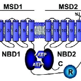 (PDF) Phosphorylation of CFTR and Other Membrane Proteins: a Role in ...