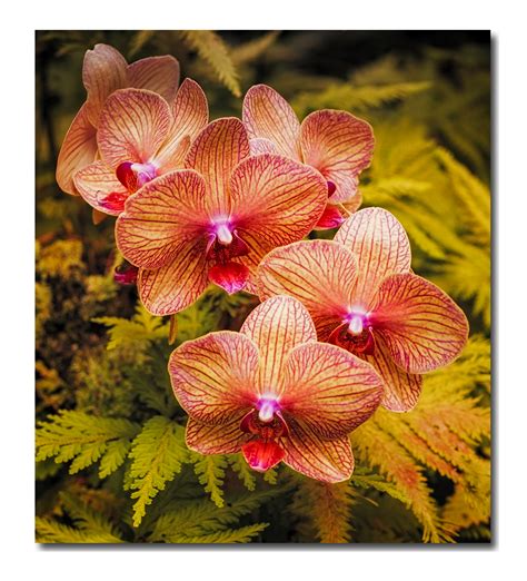 Hawaiian Orchids | Focal World