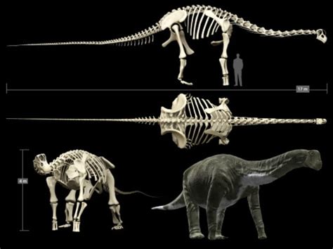 Titanosaur, largest dinosaur ever found, recreated by Canadian company ...