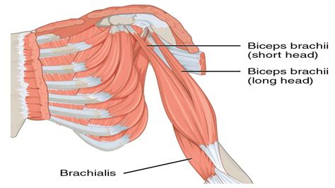 Shoulder Abduction & Adduction / Shoulder Abductor , Adductor Muscles ...