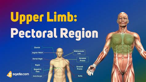 Upper Limb: Pectoral Region