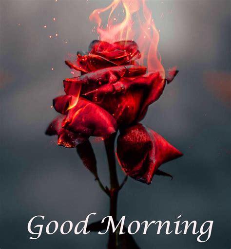 Good Morning HD Wallpapers - Top Free Good Morning HD Backgrounds - WallpaperAccess