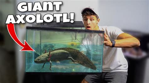 BUYING THE WORLDS LARGEST AXOLOTL!! *World Record?!* - YouTube