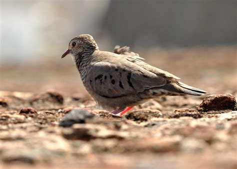 Common Ground Dove | Audubon Field Guide