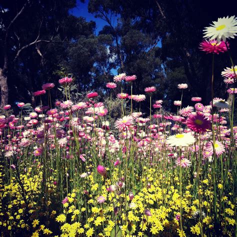 Spring in Australia...aaahh! Lovely. | Seasons, Spring, Summer winter