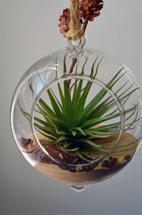 Adorable Air Plant Terrarium Ideas