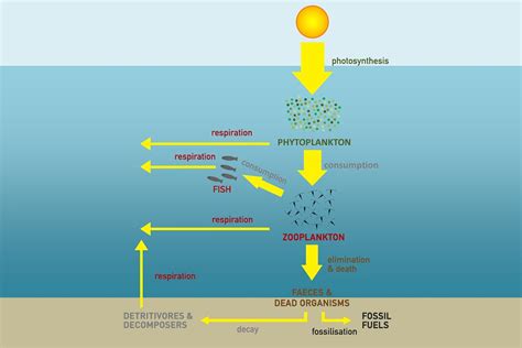 How does energy flow underwater? | Encounter Edu